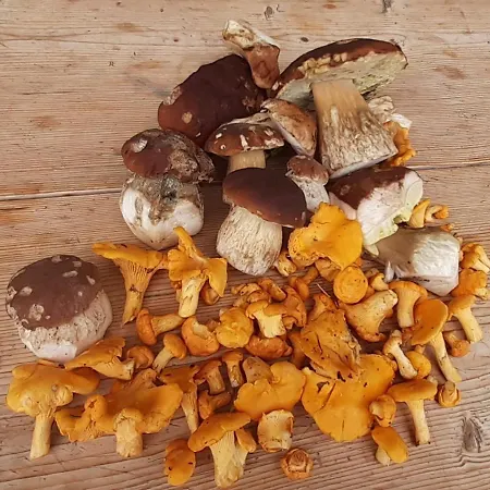 Fewo Niederndorferberg アパート Niederndorferberg