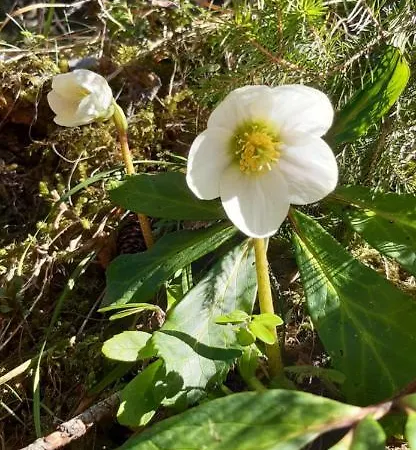 Lejlighed Fewo Niederndorferberg *
