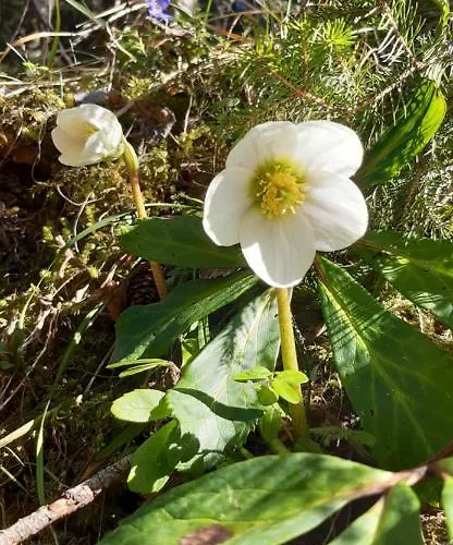 公寓 Fewo Niederndorferberg *